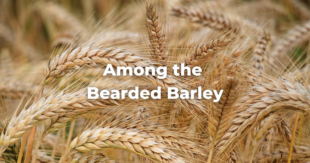 Among the Bearded Barley