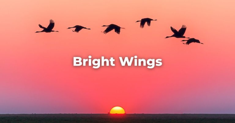 Bright Wings