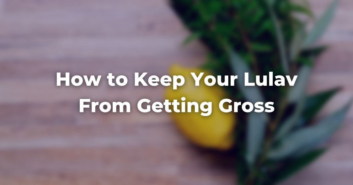 How to Keep Your Lulav From Getting Gross